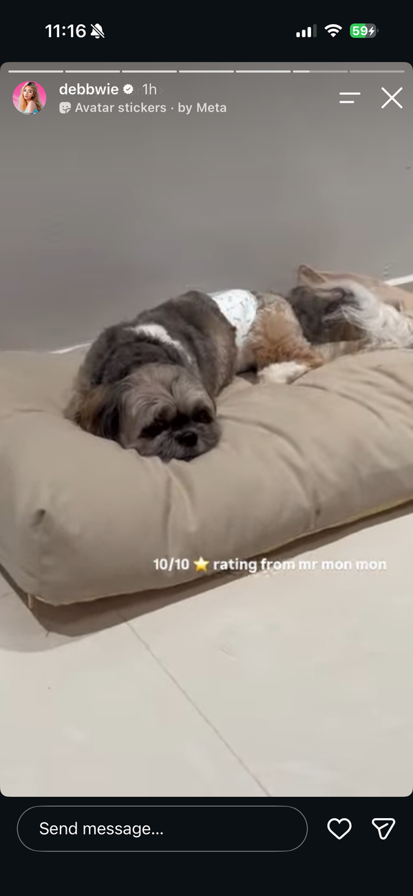🛏️ The Little Bed — For cats and dogs